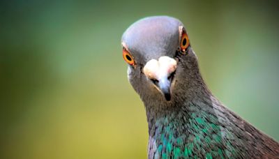 Cheap items that will naturally deter pigeons from your garden
