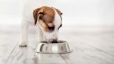 Stella & Chewy: Has the Dog Food Brand Issued a Recall in 2024?