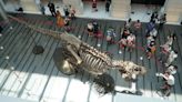 T-Rex skeleton draws crowds in Singapore before auction