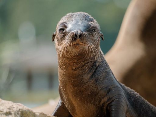 Second seal pup born at Longleat