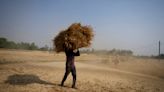 India open to exporting wheat to needy nations despite ban