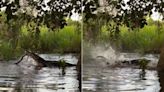 Guia turístico flagra embate entre jacaré e sucuri em rio do Pantanal; veja vídeo