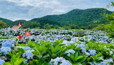 無障礙繡球花秘境 竹子湖花季進入尾聲 | 蕃新聞