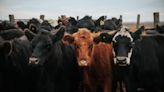 Mueren 18 mil vacas durante explosión de granja lechera en Texas