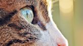 Why Do Cats' Pupils Change?