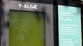 阿根廷首創微藻光合箱 「液態樹」1年可捕獲半公噸碳