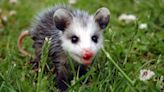 Baby Opossum Found Inside Living Room Sofa Clings to Cat for Comfort