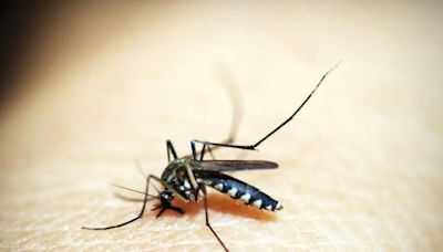 40多歲外籍男染瘧疾亡！國際登革熱疫情持續 疾管署籲落實防蚊措施