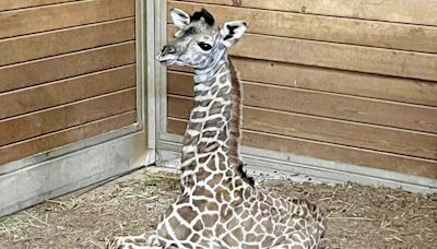 Baby Giraffe Born at Kansas City Zoo 'Already Stands 5 Feet 6 Inches Tall': 'Welcome to the Herd'