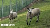 Hydebank: Young offenders turn to 'life-changing' farm work