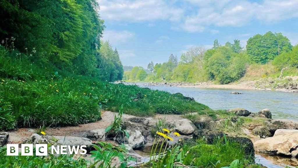 Salmon 'threatened' by record warmth in the River Dee