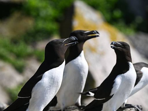 Birds of a feather – Paul Clements on avian delights