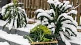 5 Cold-Hardy Vegetables You Can Grow in December – There Are Even Some That Grow in the Snow