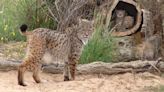 Iberian Lynx Slinks Back From Brink of Extinction Within Just Two Decades of Conservation