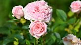 'Always' wait for specific time to do crucial rose care or risk 'killing growth'