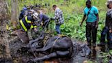 Ropes, Logs and 5 Hours of Effort Save 2 Horses From Mud in Connecticut