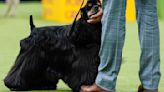 Westminster dog show is a study in canine contrasts as top prize awaits