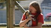 'The Brewster bunch': Rescued beagle babies arrive on Cape, draw hundreds of adoption inquiries