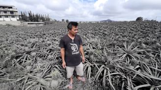 Grey pineapples: Volcano devastates Philippines farm
