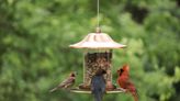 The Right Way to Clean a Bird Feeder, According to an Ornithologist