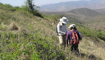 Científicos plantean nuevas formas de recuperar bosques tropicales secos en zonas andinas