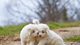 Great Pyrenees Puppies: Cute Pictures and Facts