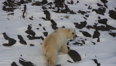 Grolar bear hybrids in N.W.T. all traced back to same 'strange' female polar bear