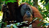 A Wild Orangutan Was Spotted Using A Medicinal Plant To Treat A Wound