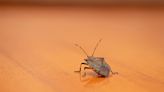 DIY remedies to get rid of stink bugs once and for all