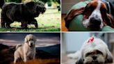 Estas son las 10 razas de perros que más duermen al día