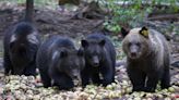 Ecologists outraged as authorities kill dozens of 'problem' bears in Slovakia