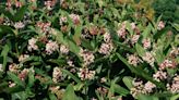 Which native milkweed is easiest to grow? Here's the report.