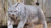 Lynx brothers Ragnar, Rollo find new home at Michigan zoo