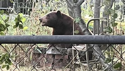 Bear spotted in San Luis Obispo