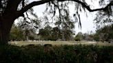 City of Beaufort to remove four trees to protect other trees in Evergreen Cemetery