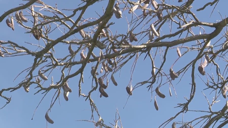 These trees in Denver’s park system can be toxic to pets