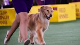 At the Westminster Dog Show, America's Favorite Breeds Have Never Won It All