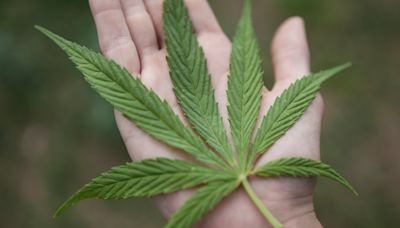 Let’s bust three myths around decriminalizing cannabis