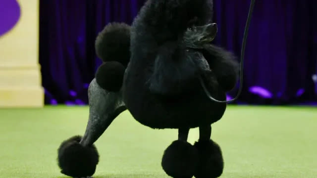 Westminster Dog Show 2024: Miniature Poodle Wins Best in Show