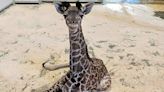 Baby Giraffe Welcomed at Sacramento Zoo: 'Happy and Warm with Mom'