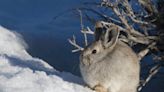 These tiny rabbits in the Northwest near extinction. Can a relative in Idaho help?