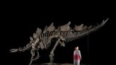 Un multimillonario estadounidense compró el esqueleto del dinosaurio más caro del mundo