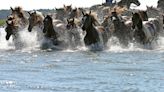 Countdown to Chincoteague pony swim: Ups and downs for wild ponies this year - WTOP News