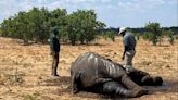 Southern African countries fear losing more elephants to drought