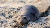 Numerous Baby Elephant Seals in California Killed by January's High Tides and Strong Storms