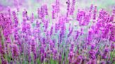 Lavender growing mistakes – the 5 biggest errors to avoid, according to a gardening expert