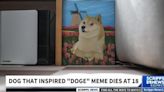 Kabosu, the Shiba Inu that inspired the 'Doge' meme behind Dogecoin cryptocurrency, has died (Scripps News)