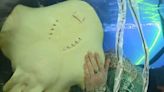 Charlotte the stingray is not pregnant, owner confirms