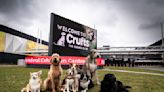 Crufts is back! Dogs of all shapes and sizes arrive at NEC Birmingham