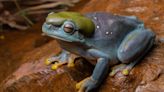 Rare Genetic Mutation Turns Green Frog Blue, Surprising Scientists